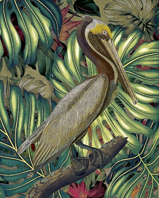 Picture of JUNGLED PELICAN