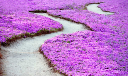 Picture of VIOLET PATH