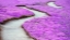 Picture of VIOLET PATH