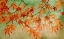 Picture of CANOPY