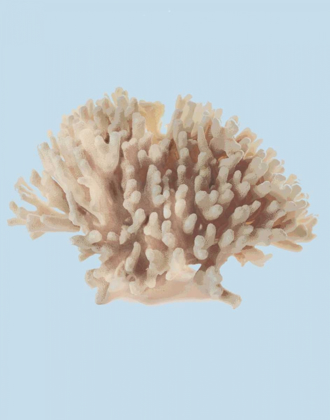 Picture of CORAL I