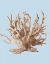 Picture of CORAL II