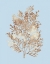 Picture of CORAL III