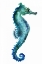 Picture of SEA HORSE