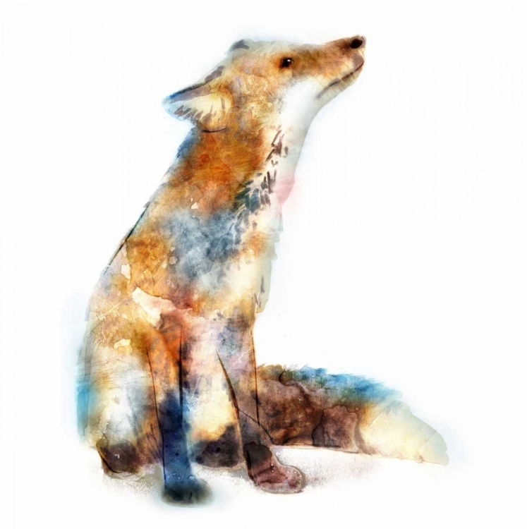 Picture of FOX