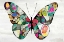 Picture of BUTTERFLY