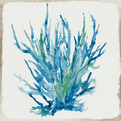 Picture of BLUE CORAL II