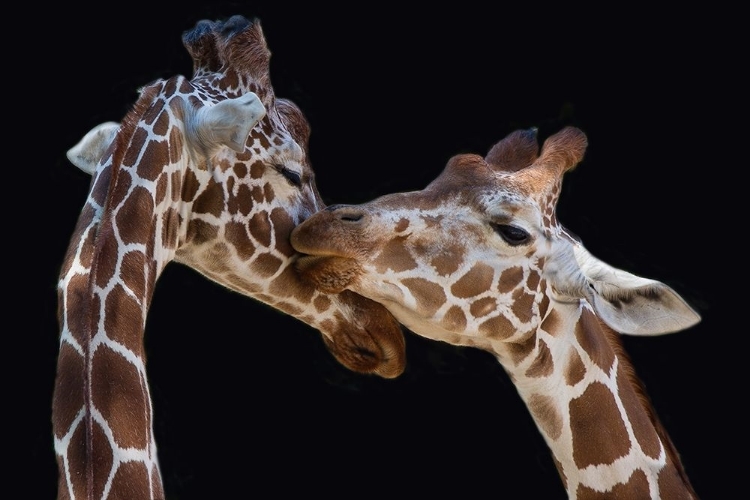 Picture of FOEGER-THE KISS