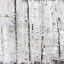 Picture of BIRCH PERSPECTIVE GREY IV