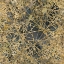 Picture of TINGE OF GOLD I