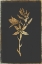Picture of CARMASS AND WILD HYACINTH