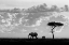 Picture of MORENO - SILHOUETTES OF MARA