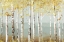 Picture of SOFT BIRCH