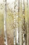 Picture of SERENITY BIRCH
