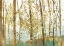 Picture of ABSTRACT FOREST