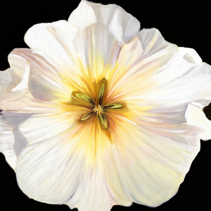 Picture of WHITE BLOOM I