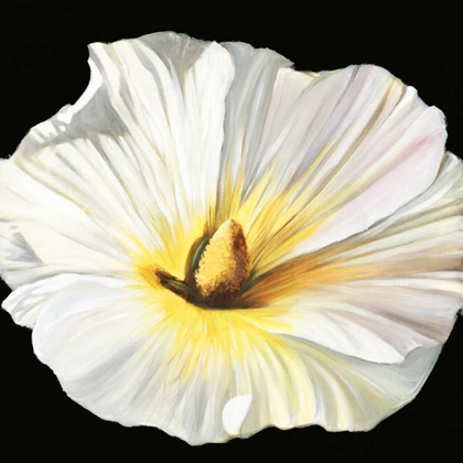 Picture of WHITE BLOOM II