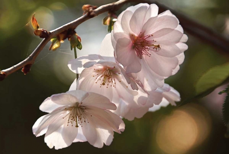 Picture of CHERRY BLOSSOM ILLUMINATION