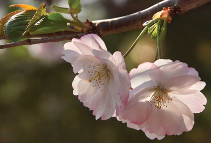Picture of CHERRY BLOSSOM JOY