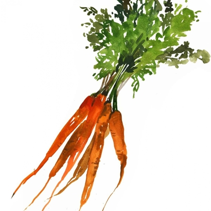 Picture of CARROT