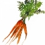 Picture of CARROT
