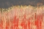 Picture of PINK LANDSCAPE I