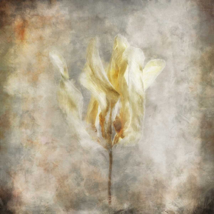 Picture of SEPIA BLOOM I