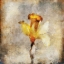 Picture of SEPIA BLOOM III