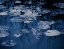 Picture of LILLY POND BLUE VII