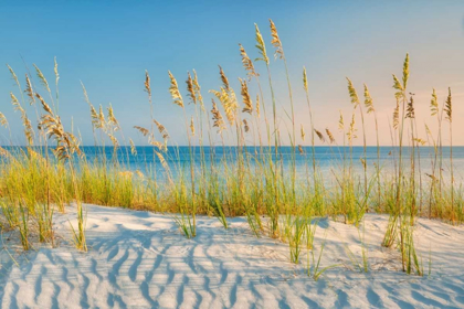 Picture of SEA OATS