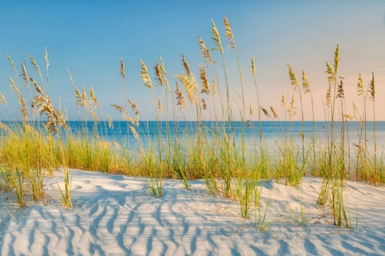 Picture of SEA OATS