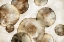 Picture of TREE RINGS