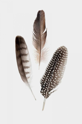 Picture of FEATHERS I