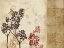 Picture of BLOSSOMING II 