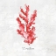 Picture of RED SEA CORAL