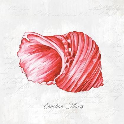 Picture of RED SEASHELL 