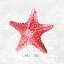Picture of RED STARFISH 