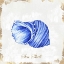 Picture of BLUE SEASHELL
