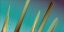 Picture of SHARDS