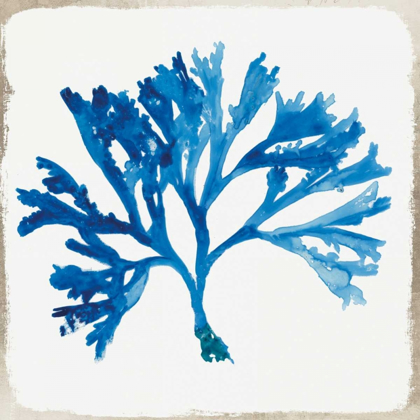 Picture of BLUE CORAL IV 