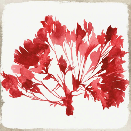 Picture of RED CORAL IV