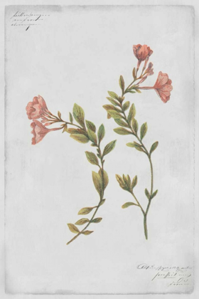 Picture of EPILOBIUM RIGIDUM