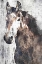 Picture of HORSE PORTRAIT II