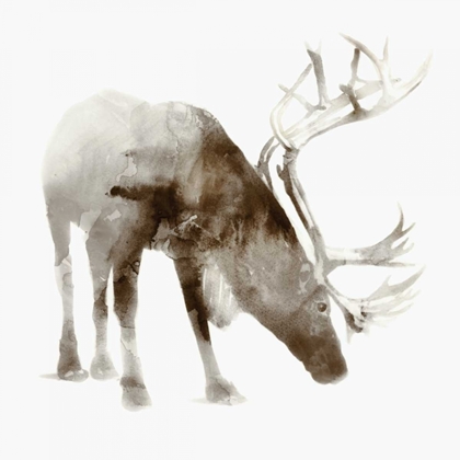 Picture of CARIBOU