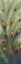Picture of PEACOCK TALE