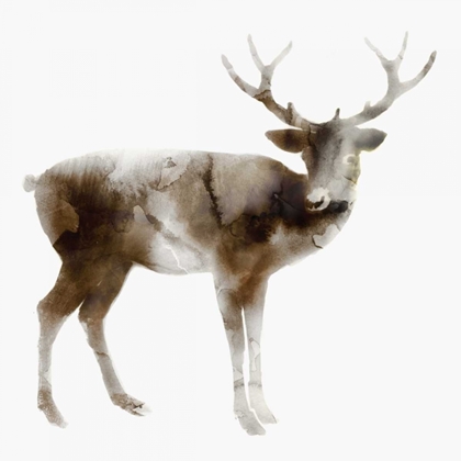 Picture of STAG