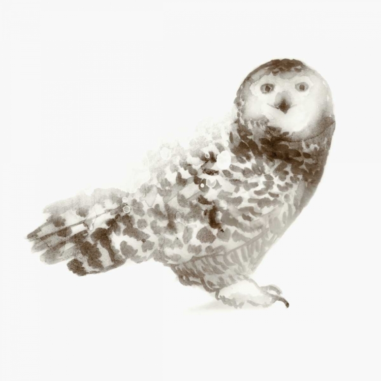 Picture of OWL