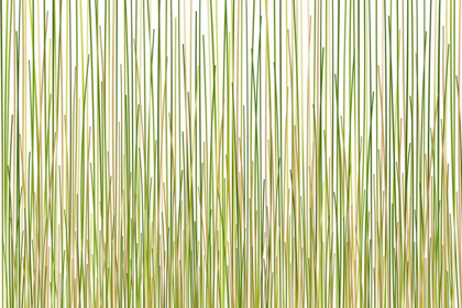 Picture of GRASS CURTAIN