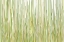 Picture of GRASS CURTAIN