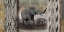 Picture of TRIBAL ELEPHANTS